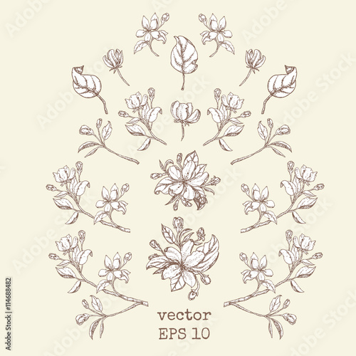 set of branches and apple flowers. Flower set: Sketch of blossoming Apple tree branch. element for your design.