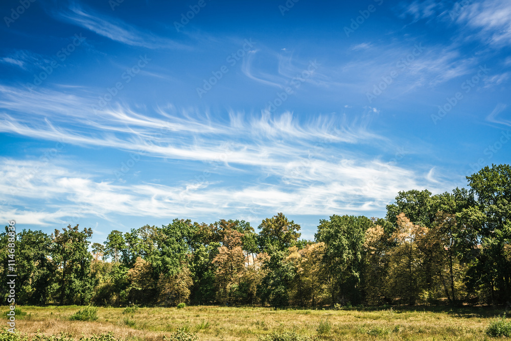 Fototapeta premium tree line and grass with blue cloudy sky