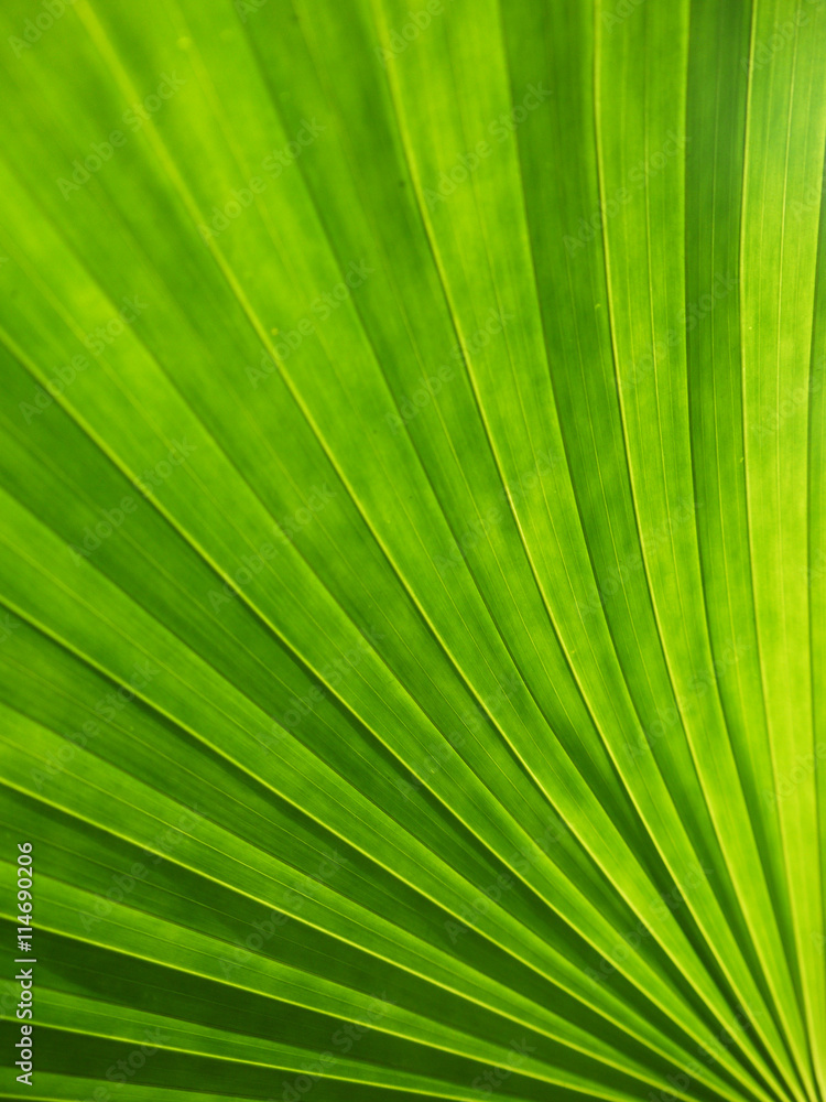 Lines and textures of Green Palm leaves Lines and textures of Green Palm leaves