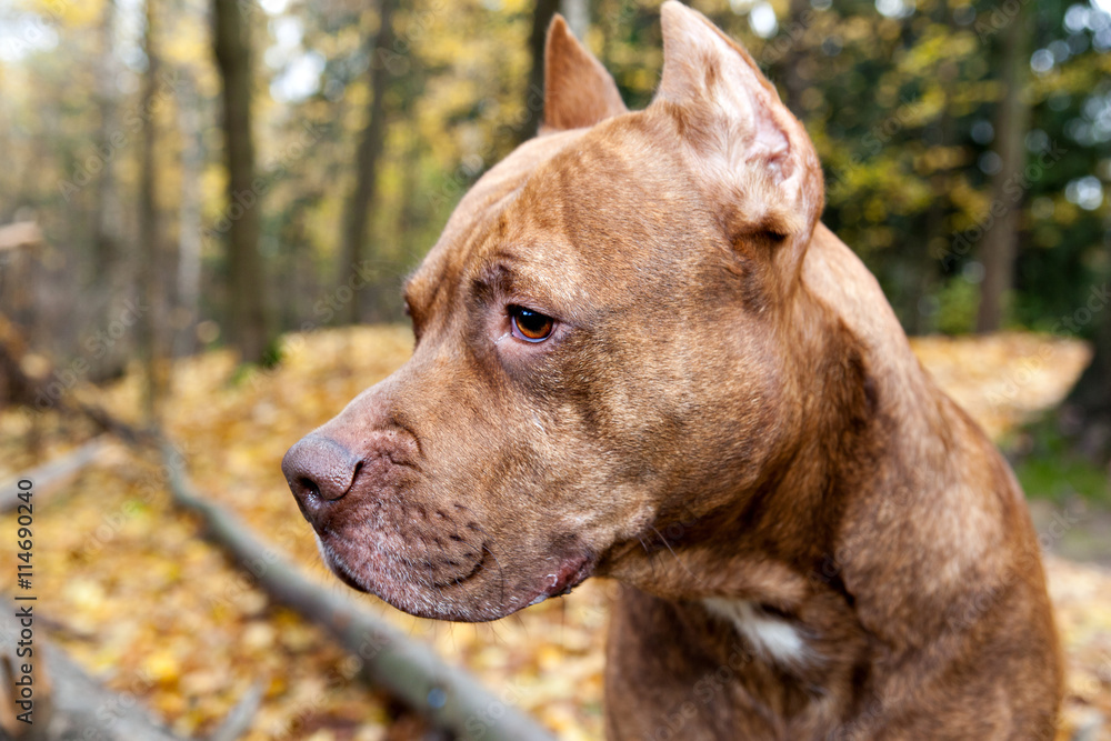 American pit bull terrier in autumn park