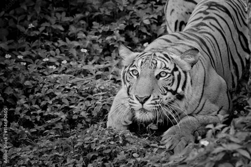 Fototapeta premium close up face tiger isolated on black background