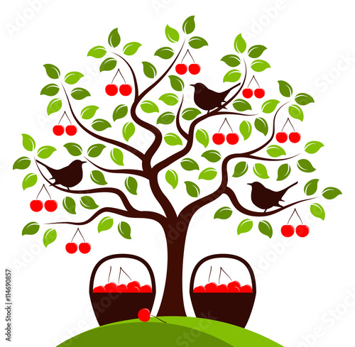 cherry harvest