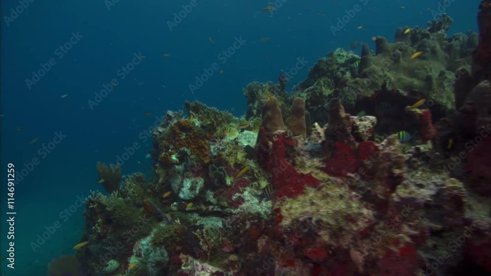 Tropical fish and coral; links with clip UN107 Tropical fish and coral; links with clip UN107