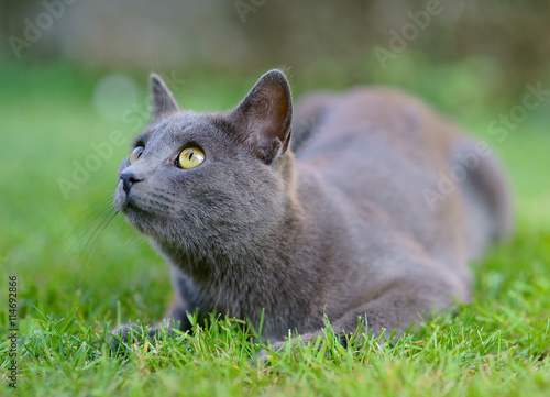 Gattino