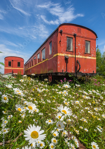 Old abandoned train carriages in overgrown daisy flowers field 