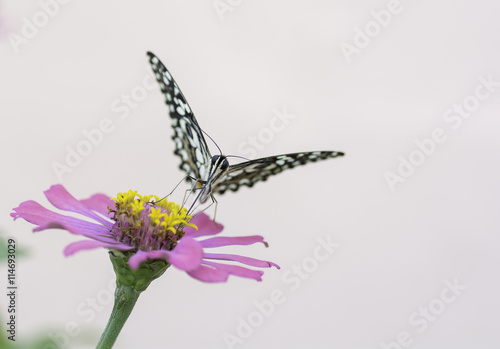 Butterfly sucking nectar from pink  flowers .