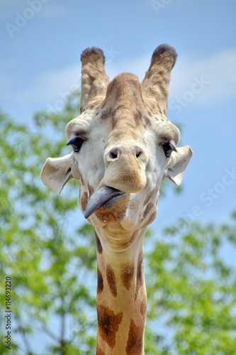 Photography rotratto di una giraffa