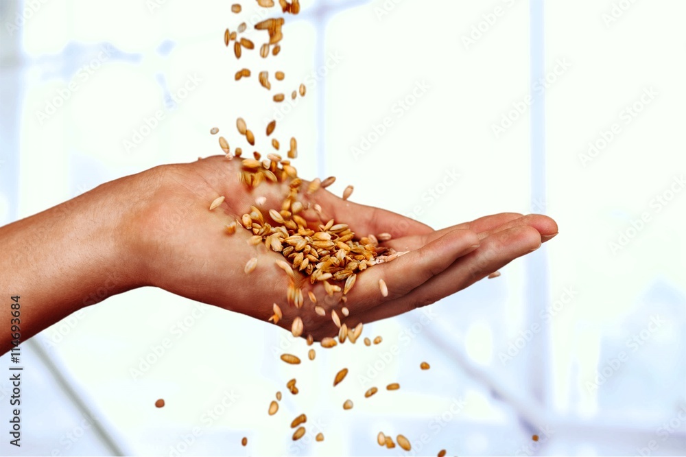 Obraz premium Cereal Plant.