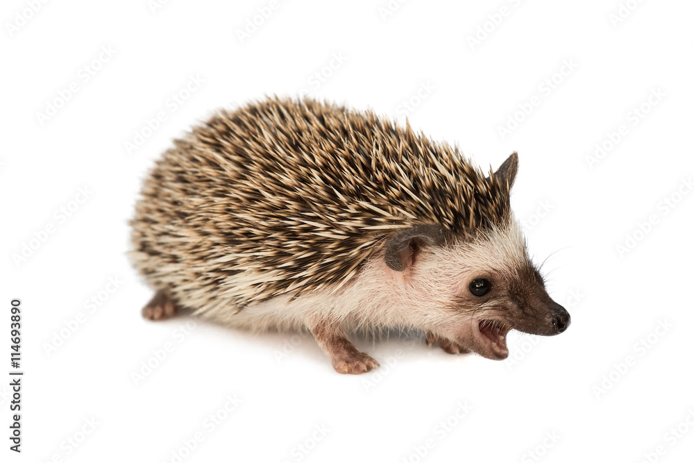 hedgehog eating isolated on white background hedgehog eating isolated on white background