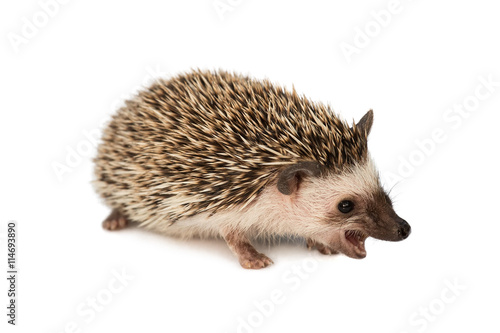 Fototapeta Naklejka Na Ścianę i Meble -  hedgehog eating isolated on white background