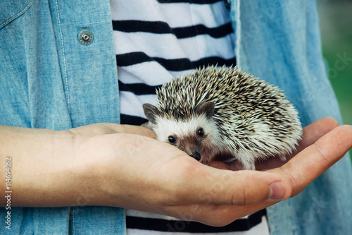 Close up of boy holding hedgehog in his hands