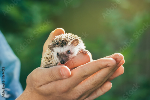 Close up of boy holding hedgehog in his hands photo