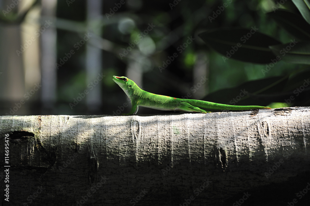 Obraz premium gecko posing on a branch