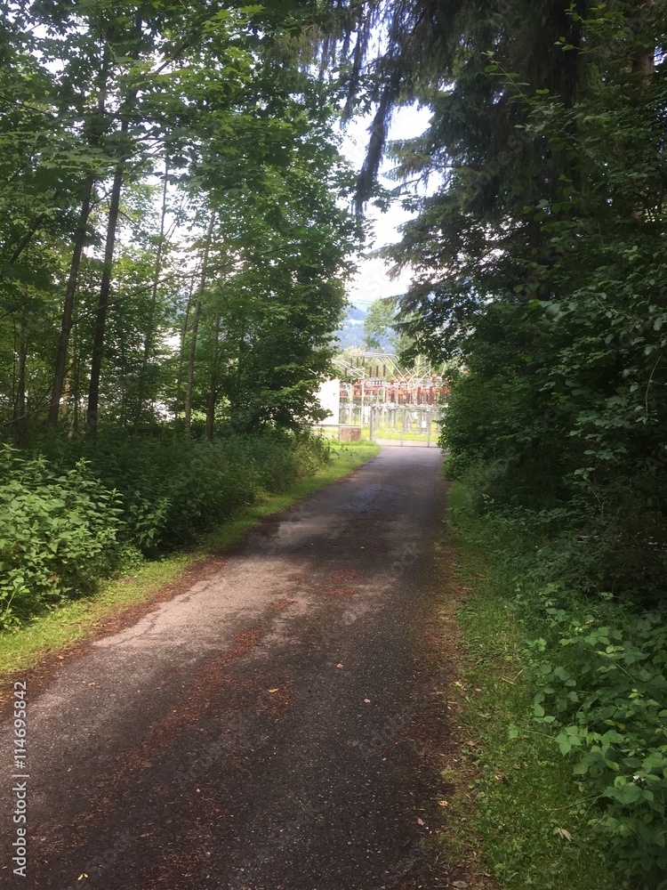 Fototapeta premium Waldstrasse 