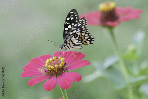 Butterfly sucking nectar from pink  flowers .