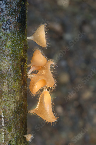 champagne mushrooms