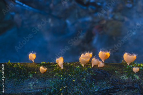 Champagne mushroom in the evergreen forest
