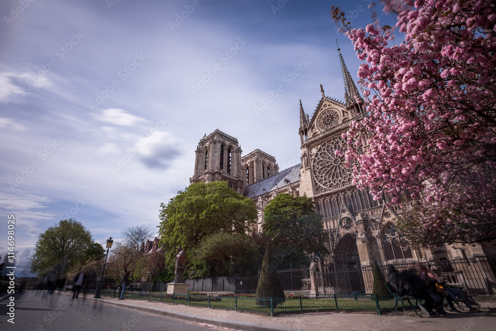 Fototapeta premium Notre Dame de Paris. France. Ancient catholic cathedral on the quay of a river Seine. Famous touristic architecture landmark in spring