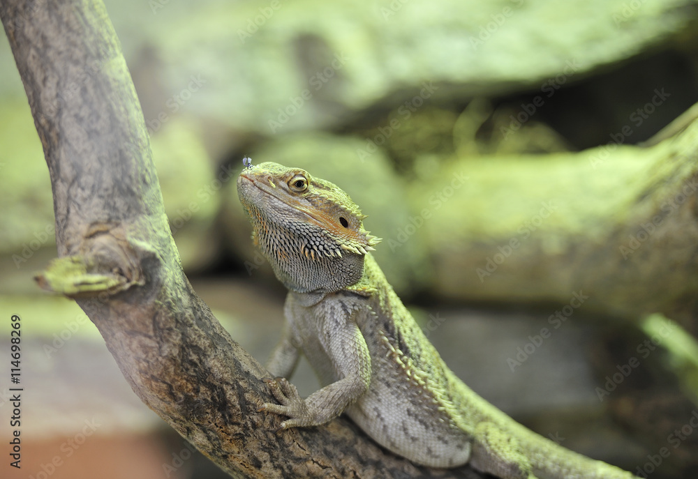 iguana with something in the nose iguana with something in the nose