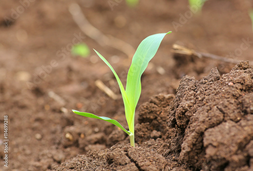 Young corn seedling
