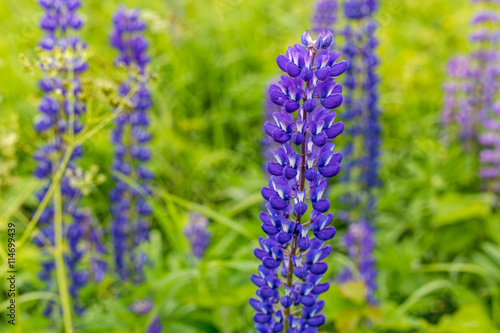 Purple lupine blossoming at fields at yellow background