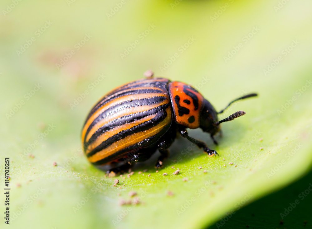 Fototapeta premium Beetle sitting on a green leaf