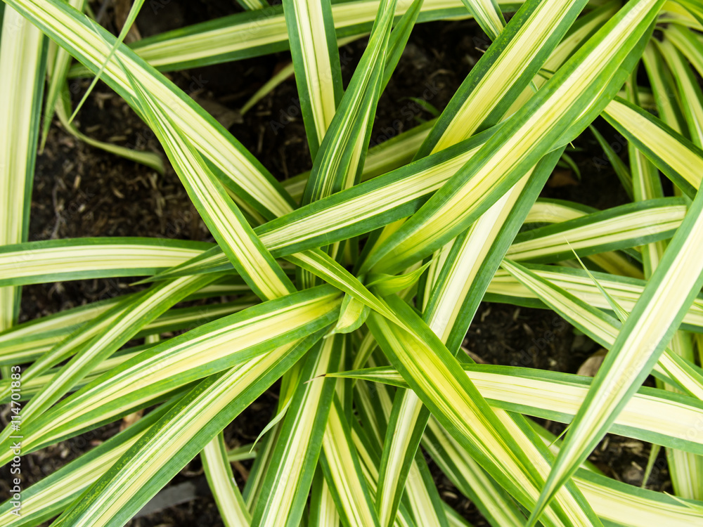 Carex oshimensis ‘Evergold’ pointing towards center forming a weaving-like pattern Carex oshimensis ‘Evergold’ pointing towards center forming a weaving-like pattern