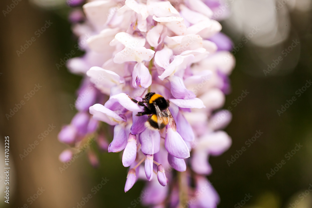 bee collects nectar from flowers, bees, bumble bee, grass, flowe bee collects nectar from flowers, bees, bumble bee, grass, flowe