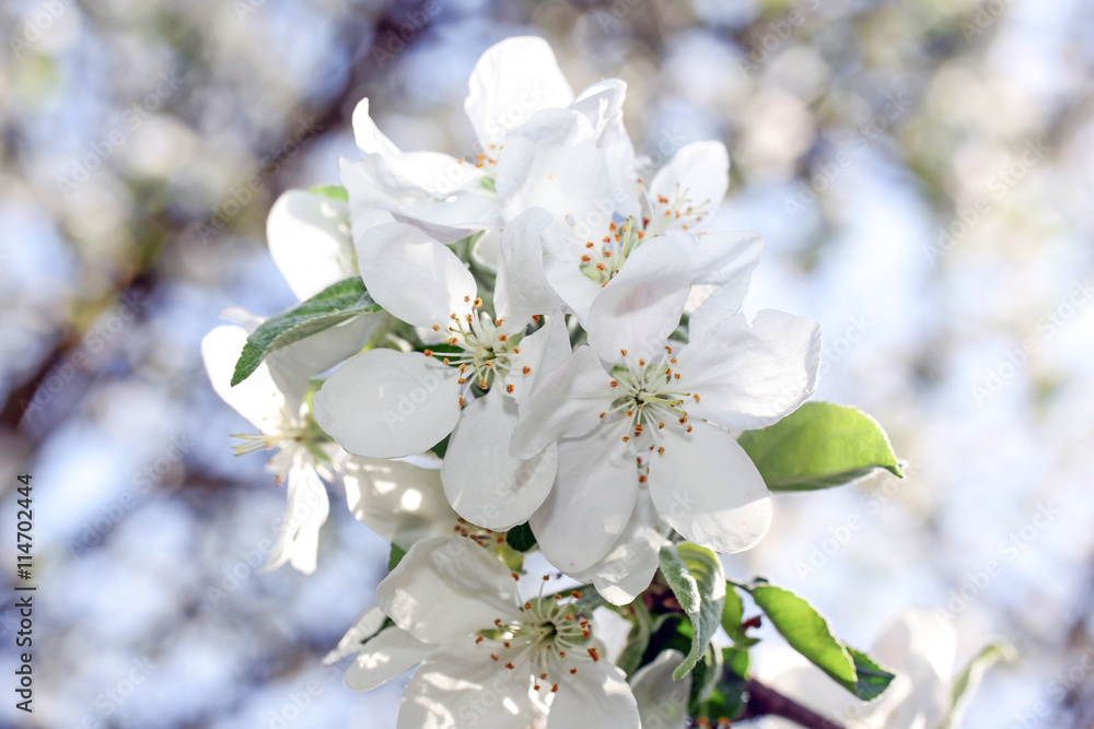 Obraz premium Цветок вишни