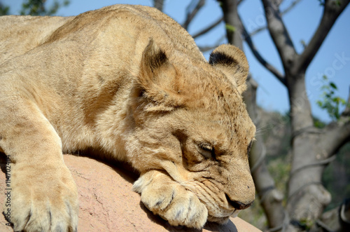 Photography Sleeping Lioness