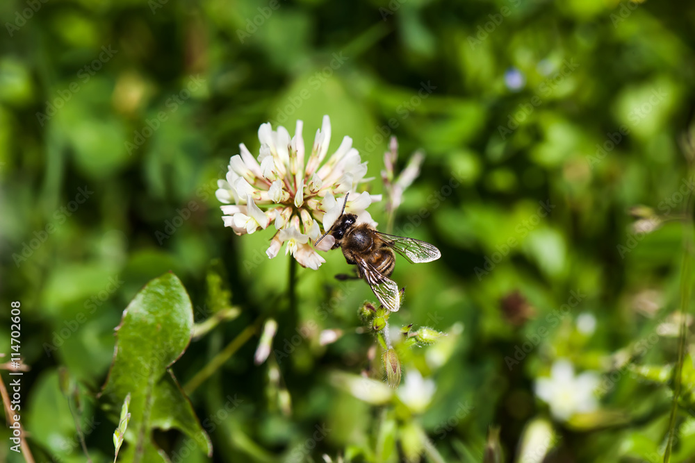 bee collects nectar on clover, white clover, flowers, green gras bee collects nectar on clover, white clover, flowers, green gras