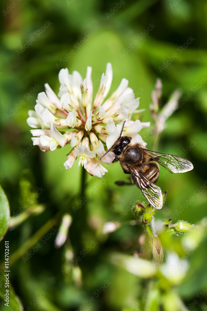 bee collects nectar on clover, white clover, flowers, green gras bee collects nectar on clover, white clover, flowers, green gras