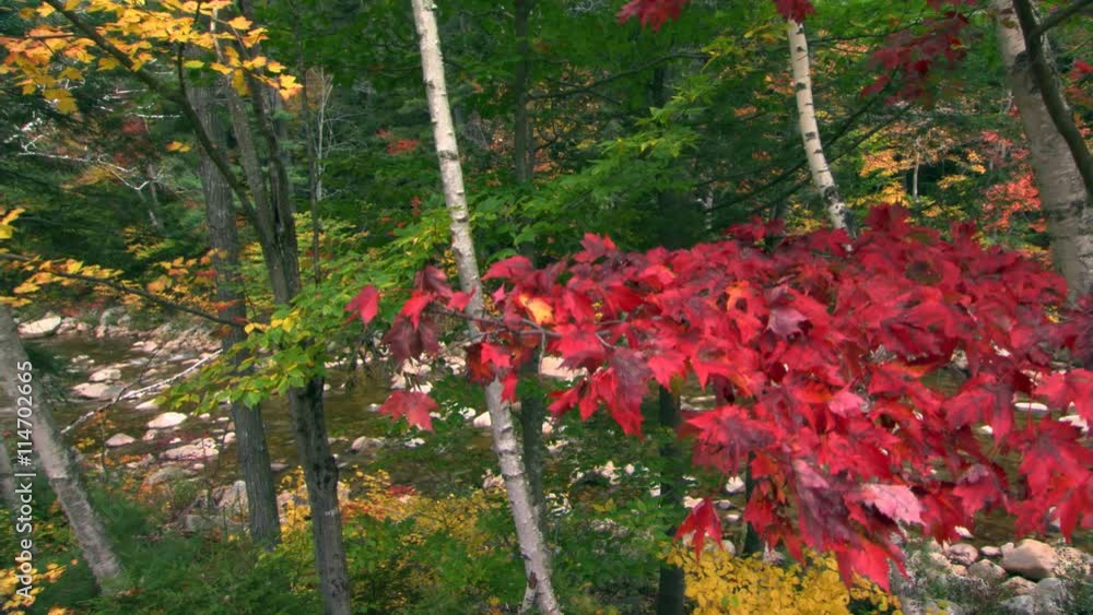 Richly colored fall foliage partially screening a shallow, boulder-strewn stream Richly colored fall foliage partially screening a shallow, boulder-strewn stream