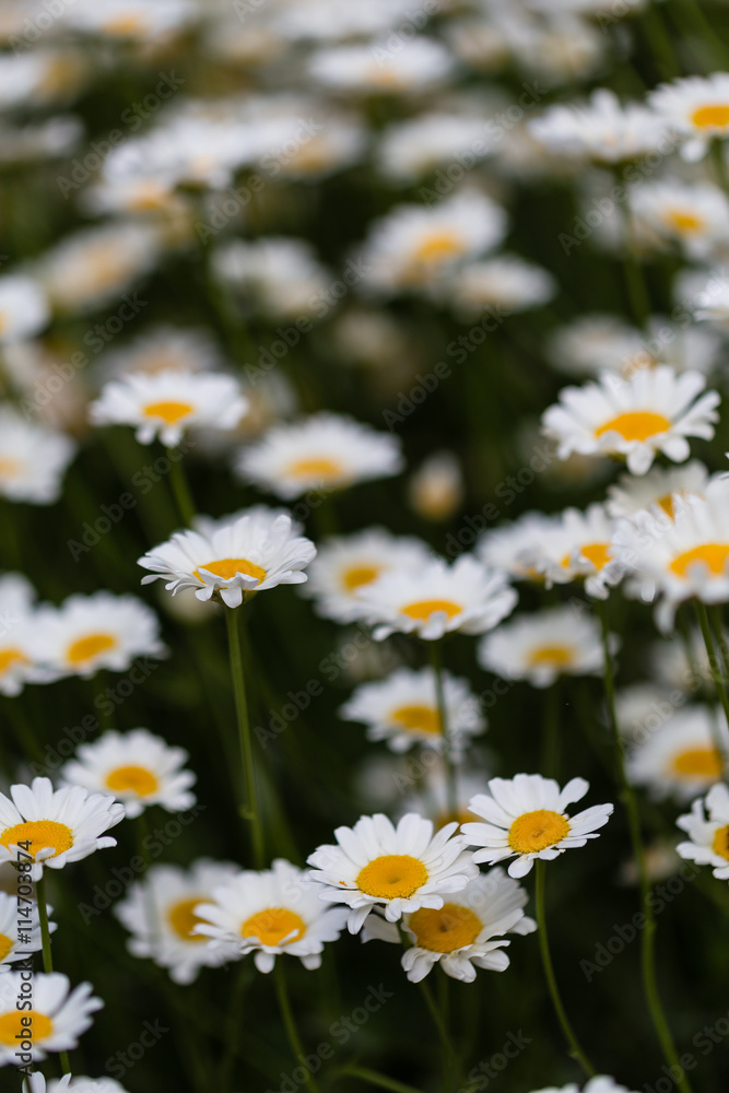 Leucanthemum pallens Leucanthemum pallens