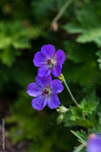 Geranium Wallichianum