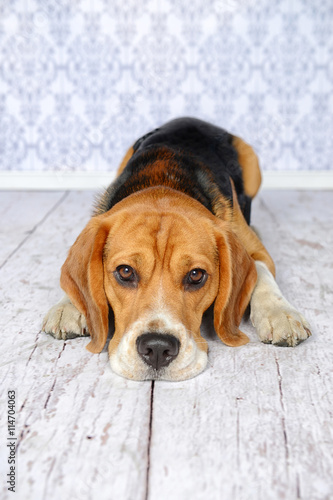 Süßer Beagle liegt auf einem weißen Holzboden den Kopf zwischen den Pfoten abgelegt.
