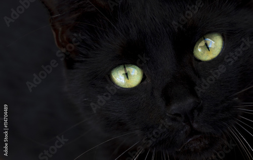 Fototapeta Naklejka Na Ścianę i Meble -  black stray cat