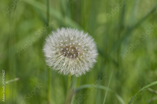 L  wenzahn  Pusteblume auf Wiese