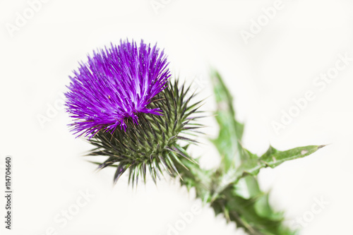 Blossoming beautiful flower with burdock prickles on a white background