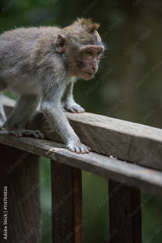 Naklejka premium monkey in the Sacred Monkey Forest Sanctuary,Mandala Wisata Wenara Wana,Bali,Indonesia