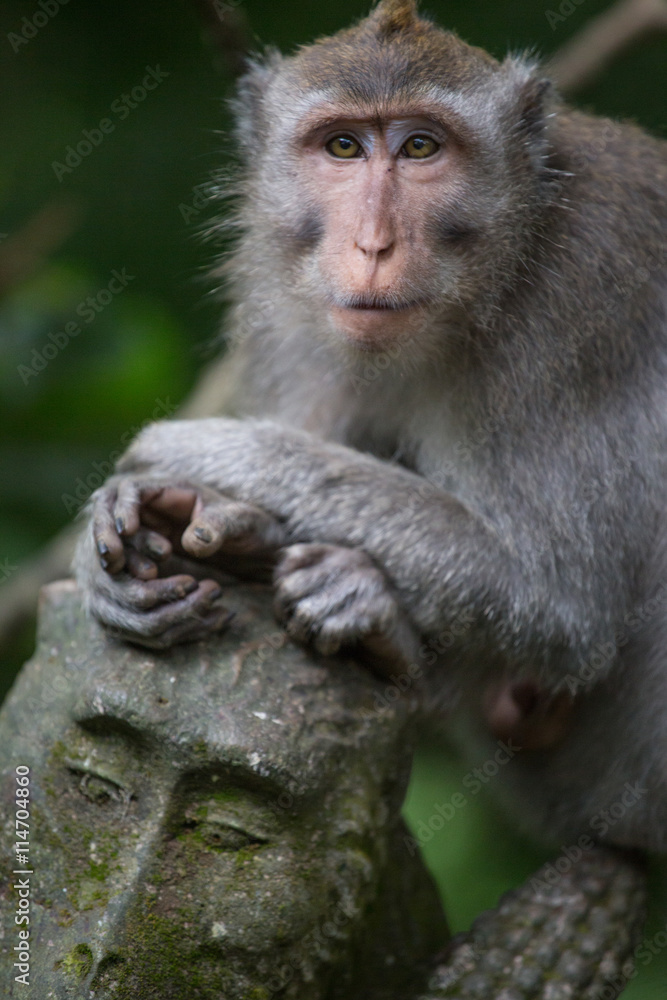 Fototapeta premium monkey in the Sacred Monkey Forest Sanctuary,Mandala Wisata Wenara Wana,Bali,Indonesia