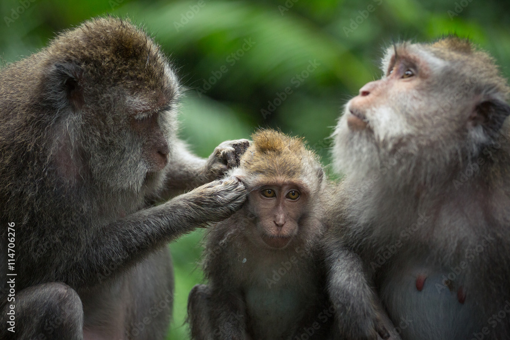 Family of long-tailed macaque (Macaca fascicularis) in Sacred Monkey Forest, Ubud, Indonesia