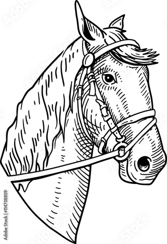 Horse head vintage illustration