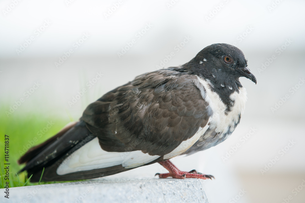 Obraz premium Close up of Black and white Pigeon or Dove rest in garden. The large bird genus stout-bodied, often referred to as the typical pigeons.