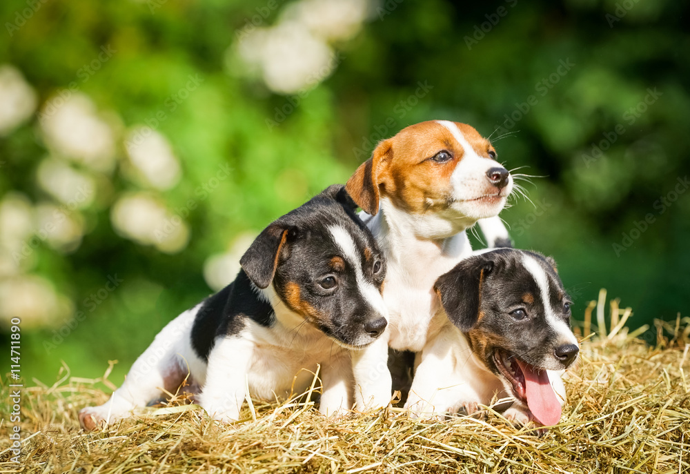 Drie junge Hunde sitzen im Garten auf einem Strohballen Drie junge Hunde sitzen im Garten auf einem Strohballen
