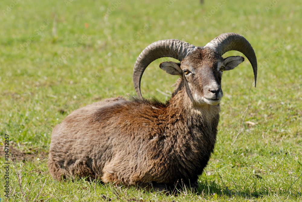 Resting male mouflon sheep, warm spring weather Resting male mouflon sheep, warm spring weather