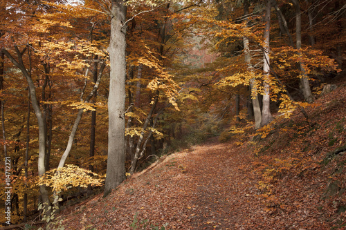 Hiking path near Diemelsee in autumn. photo