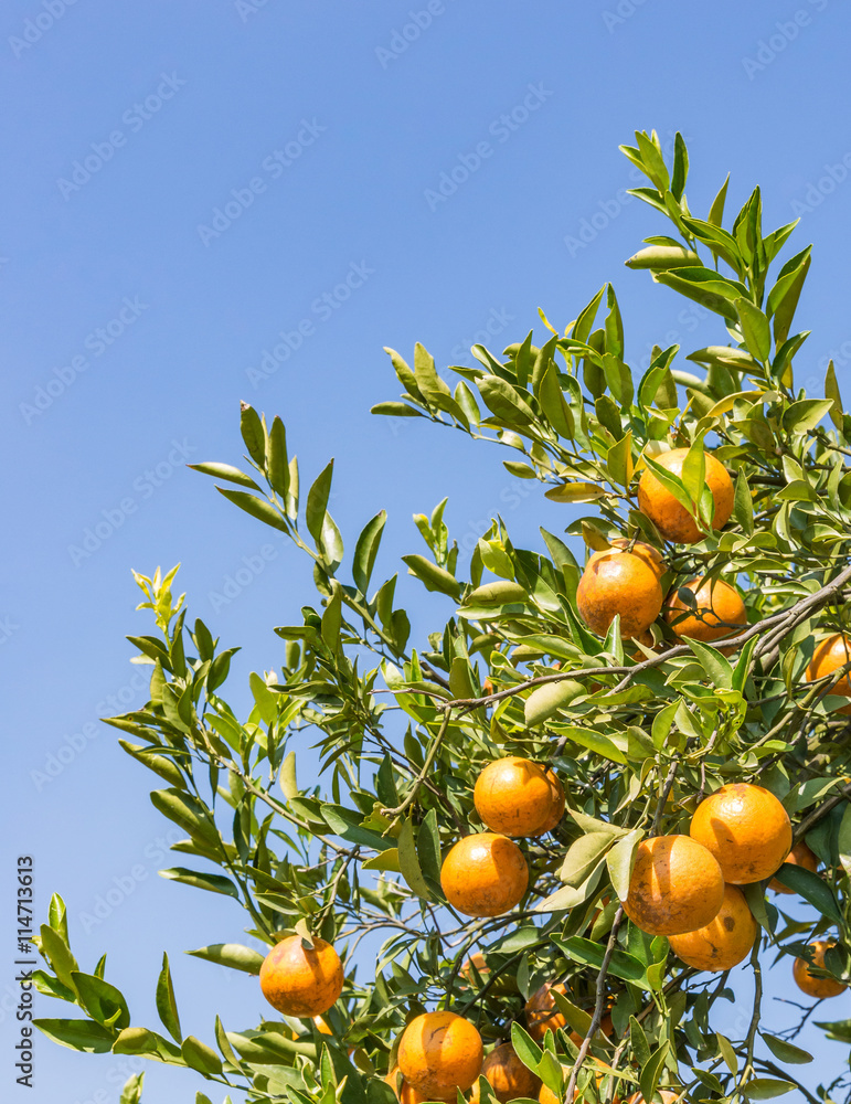 Rip golden orange Rip golden orange