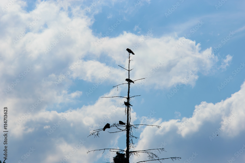 Five black crows perched on an old dead tree Five black crows perched on an old dead tree