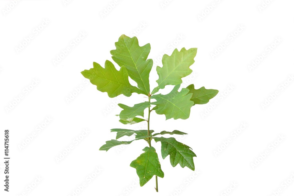 piccola quercia piccola quercia